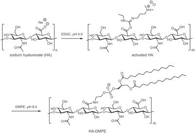 Effects of the Molecular Weight of Hyaluronic Acid in a Carbon Nanotube Drug Delivery Conjugate